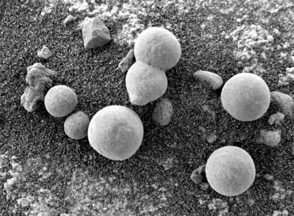 Science Journal Study Claims Rover Photographed Fungi on Mars
