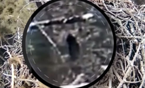 'Bigfoot' Sighting Claimed by a Michigan Eagle Cam