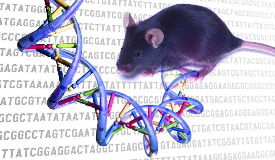 Genetic Research Reverses Wrinkles and Grey Hair in Mice