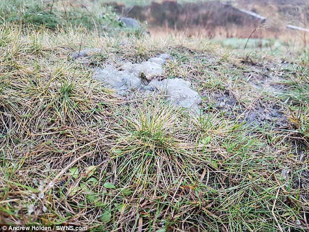 Mysterious 'Star Jelly' Substance Confounds Dogwalker