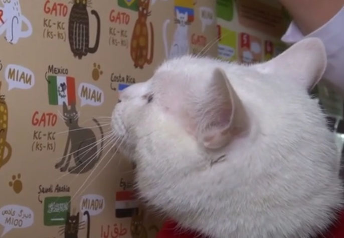 Achilles the 'Psychic Cat' Predicts Results for Russian World Cup