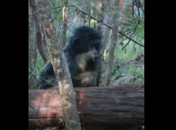 Game Camera Photographs 'Skunk Ape' in Florida?