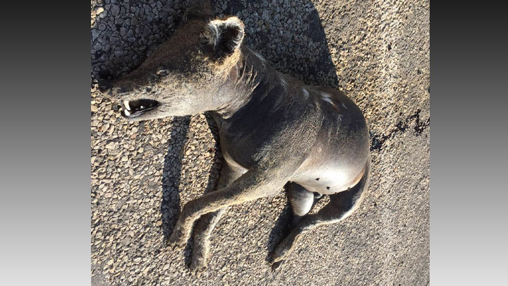 'Chupacabra' Sighting in Hockley County Investigated by Game Warden