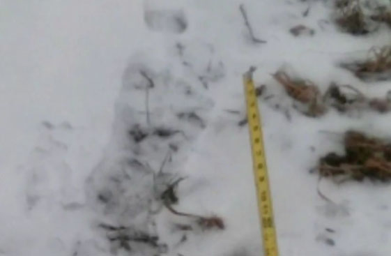 North Dakota Man Believes Huge Footprints Belong to Bigfoot