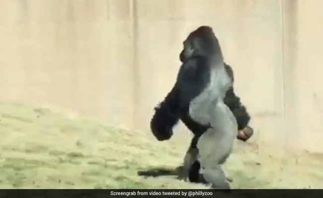 Gorilla Filmed Walking Like a Human
