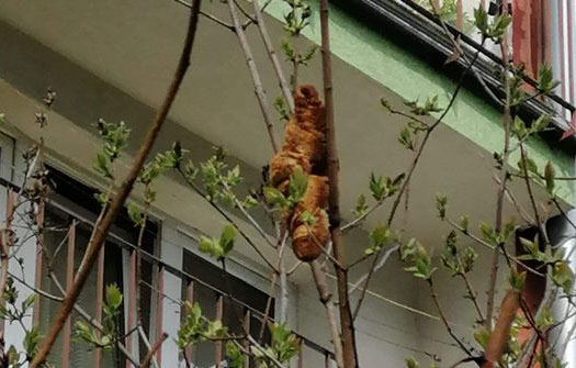 Mystery Tree Beast Turns Out to Be Croissant