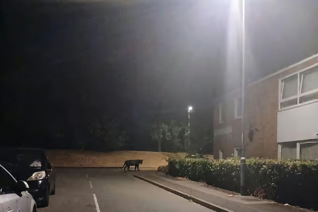 Woman Photographs 'Huge Mystery Animal' Outside Home