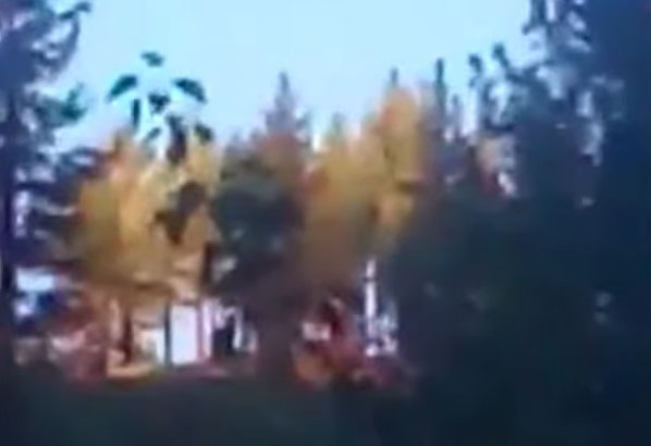Camper Films Bigfoot Climbing Tree?