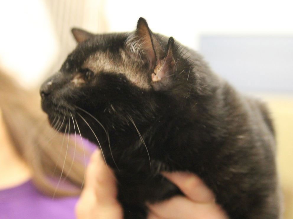 Batman the Four-Earred Cat Finds a Home