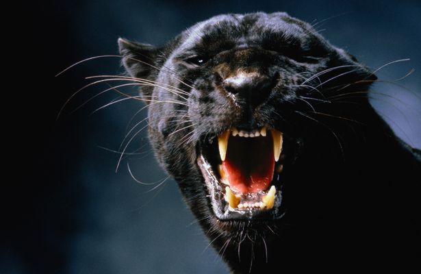 Schoolboy Comes Face-to-Face with 'Big Cat' While Out Running